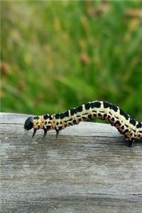 Creeping Caterpillar on a Log Notebook