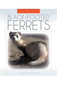 Black-Footed Ferrets