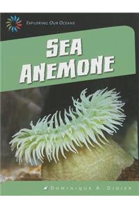 Sea Anemone