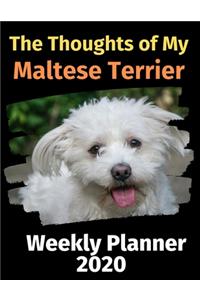The Thoughts of My Maltese Terrier