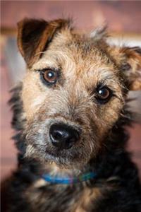 Lakeland Terrier with Head Cocked to the Side Journal