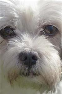 Coton de Tulear Doggy Journal