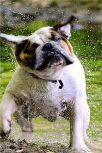 English Bulldog Shaking Off the Water Journal
