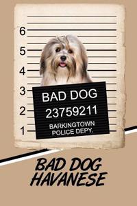 Bad Dog Havanese