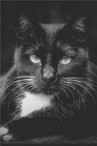 Witch's Familiar Black Cat Notebook