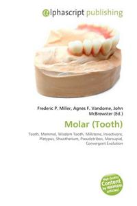 Molar (Tooth)