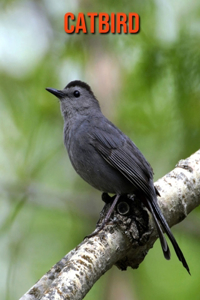 Catbird