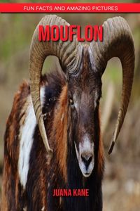 Mouflon