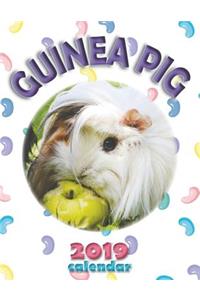 Guinea Pig 2019 Calendar