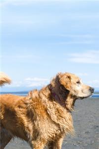 Golden Retriever Dog Pup Puppy Doggie Notebook Bullet Journal Diary Composition Book Notepad - Bushy Fur