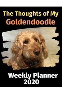 The Thoughts of My Goldendoodle