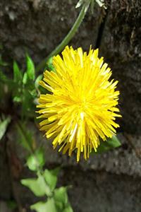 2020 Weekly Planner Dandelion Flower Stone Wall 134 Pages