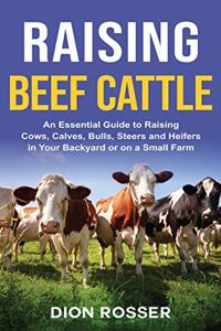 Raising Beef Cattle