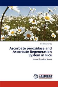 Ascorbate Peroxidase and Ascorbate Regeneration System in Rice