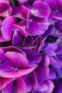 Hydrangeas