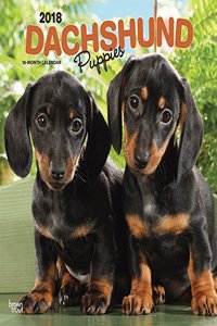 Dachshund Puppies 2018 Wall Calendar