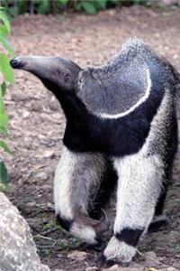 Giant Anteater (Myrmecophaga Tridactyla) Journal