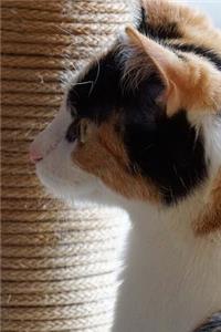 Pretty Tri-Color Domestic Shorthair Cat in Profile Pet Journal