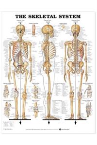 Skeletal System 3D Raised Relief Chart