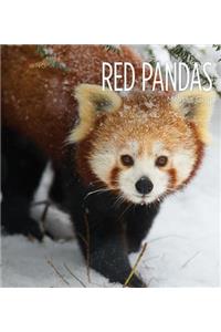Red Pandas