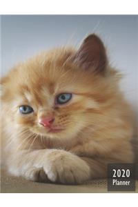 2020 PLANNER Kitten