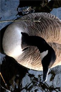 Canadian Goose Coming for a Closer Look Journal