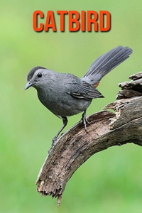 Catbird