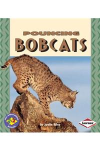 Pouncing Bobcats