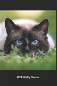 Plan On It 2020 Weekly Calendar Planner - I Love Cats - Cat On The Prowl - You Will Never See Me Coming - Pounce!