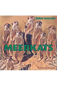 Meerkats