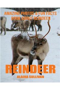 Reindeer