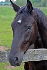 Beautiful Horse Looking Over a Fence Animal Journal
