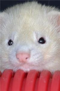 Such a Sweet White Ferret Pet Jounal