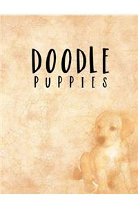 Doodle Puppies