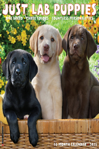 Lab Puppies 2026 12 X 12 Wall Calendar