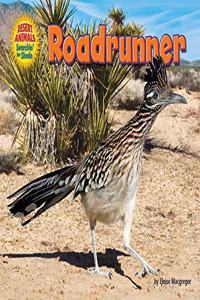 Roadrunner