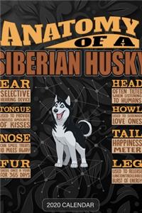 Anatomy Of A Siberian Husky