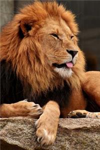 Lion Sticks His Tongue Out Journal