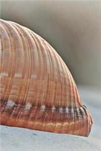 Shell Notebook