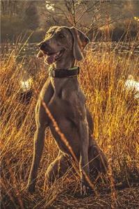 Handsome Weimaraner Dog Lined Journal: Canine Gift Notebook for Dog Lovers