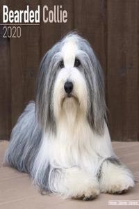 Bearded Collie Calendar 2020