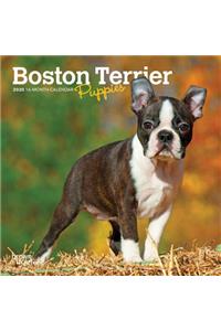 Boston Terrier Puppies 2020 Mini 7x7