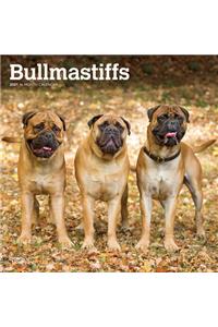 Bullmastiffs 2021 Square