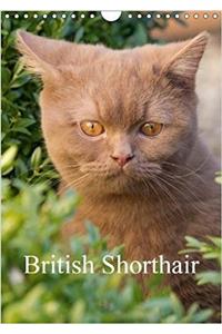 British Shorthair 2018