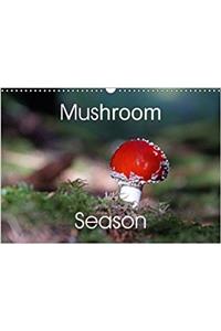 Mushroom Season 2018