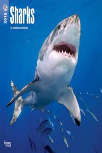 Sharks 2018 Wall Calendar