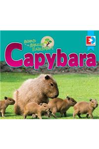 Animals of the Amazon Rainforest: Capybara