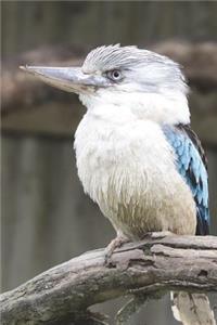 Blue-Winged Kookaburra Kingfisher Bird Journal