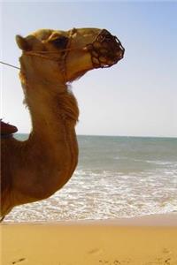 Camel by the Sea in Profile Animal Journal