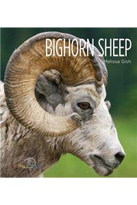 Bighorn Sheep